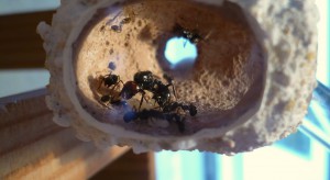 [BLOG] Messor barbarus - un blog de LEST, 8b.jpg