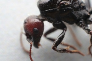 Rapports d'aggrandissement : 50mm inversé, bagues allonges, soufflet, _MG_2040.JPG