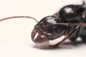 Rapports d'aggrandissement : 50mm inversé, bagues allonges, soufflet, _MG_2314.JPG