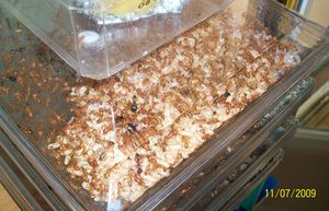 **Fin**[Blog] Camponotus maculatus, maculatusss100.jpg