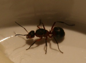 Gyne 1, Pic 1, [Formica s. str. et Camponotus cf vagus] Identification 3 gynes