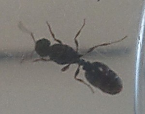 [Tetramorium] Une gyne dans la cours de l'école..., y3.jpg