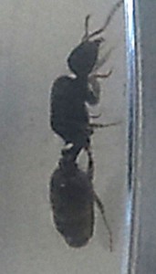 [Tetramorium] Une gyne dans la cours de l'école..., y5.jpg