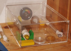 [Blog] Camponotus singularis (funkyben), DSC07741.JPG