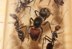 [Blog] Camponotus singularis (funkyben), DSC07740.JPG