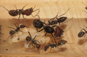 [Blog] Camponotus singularis (funkyben), DSC07737.JPG