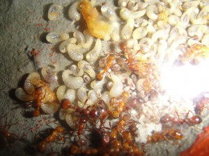 Différence de couleur entre imago et ouvrière., [Blog] Manica rubida de Boubou