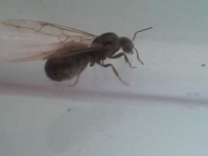 [Lasius] Appel aux experts, Photo0453__1340873994_93.28.103.252.jpg