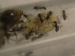 [Blog] Les Lasius niger d'Arthur (Thu-thur), CIMG2867.JPG