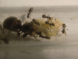 [Blog] Les Lasius niger d'Arthur (Thu-thur), CIMG2869.JPG