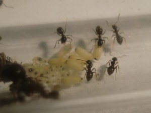 [Blog] Les Lasius niger d'Arthur (Thu-thur), CIMG2871.JPG