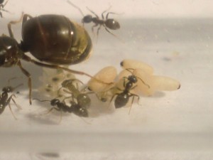 [Blog] Les Lasius niger d'Arthur (Thu-thur), CIMG2875.JPG