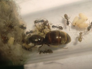[Blog] Les Lasius niger d'Arthur (Thu-thur), CIMG2878.JPG