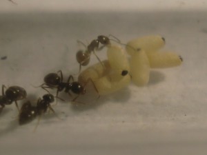 [Blog] Les Lasius niger d'Arthur (Thu-thur), CIMG2880.JPG