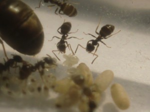 [Blog] Les Lasius niger d'Arthur (Thu-thur), CIMG2445.JPG