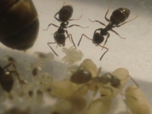 [Blog] Les Lasius niger d'Arthur (Thu-thur), CIMG2446.JPG