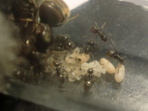 [Blog] Les Lasius niger d'Arthur (Thu-thur), CIMG2841.JPG
