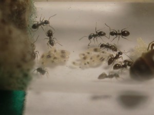 [Blog] Les Lasius niger d'Arthur (Thu-thur), CIMG2849.JPG