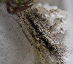 ADC avec succulentes dans du BC made in Seednoir, Lasius niger hangar2.jpg