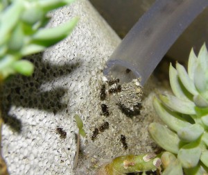 ADC avec succulentes dans du BC made in Seednoir, Lasius niger entrée.jpg