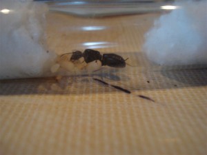 [Blog] Camponotus vagus de flo33, DSC02061_moyenne.jpg