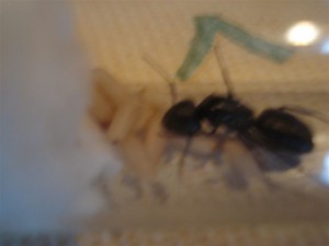 [Blog] Camponotus vagus de flo33, DSC02064_moyenne.jpg