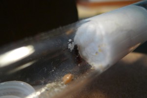 Mes colonies (Yori), P10301282.jpg