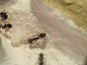 Mes colonies (Yori), 014.jpg