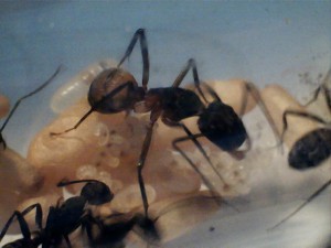 Mes colonies (Yori), 0043.jpg