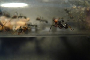 Le petit major et la gyne ce demandent comment ils pourraient bien me croqué =O, Mes colonies (Yori)