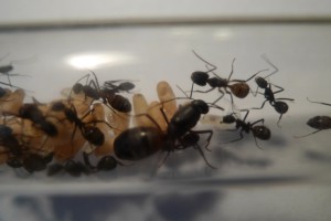 on voie bien al forme de la tête du major, c'est aussi pour ça que je pense que s'en est un =/ ., Mes colonies (Yori)