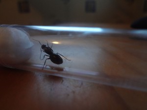 [Camponotus] Une gyne trouvée à l'instant !, 1341431535-DSC00446.jpg