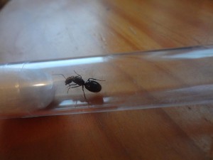 [Camponotus] Une gyne trouvée à l'instant !, 1341431686-1341429686-DSC00446.jpg