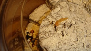 [Blog] Marilyn, Reine Messor barbarus, 4.jpg