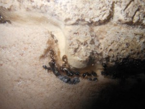[Blog] Marilyn, Reine Messor barbarus, 6.jpg