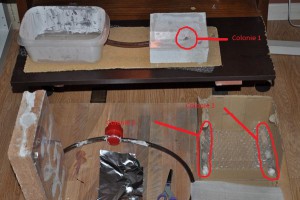 [Blog] Mes 3 Lasius niger, blog 5.jpg