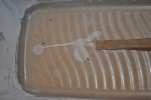 [Blog] Mes 3 Lasius niger, blog 8.jpg