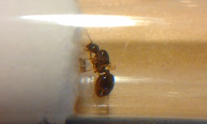 [Blog] Les Aphaenogaster subterranea de M.Ants, Photo0917.jpg