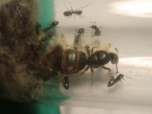 [Blog] Les Lasius niger d'Arthur (Thu-thur), CIMG2961.JPG