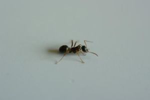 , fourmis bretagne.JPG