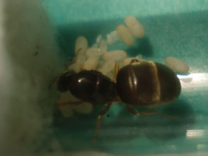 [Blog] Les Lasius sp. jaunes d'Arthur (Thu-thur), CIMG2964.JPG