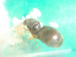 [Blog] Les Lasius sp. jaunes d'Arthur (Thu-thur), CIMG2965.JPG
