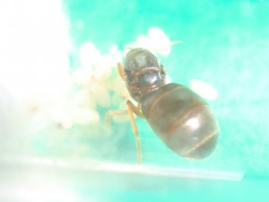 [Blog] Les Lasius sp. jaunes d'Arthur (Thu-thur), CIMG2966.JPG