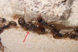 [Blog] Marilyn, Reine Messor barbarus, 2.jpg