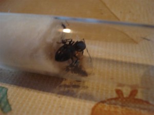 [Blog] Camponotus vagus de flo33, DSC02077_moyenne.jpg