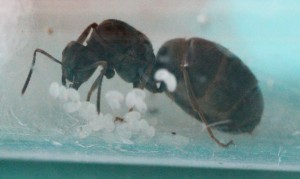Confirmation Lasius sp paloise, y1.JPG