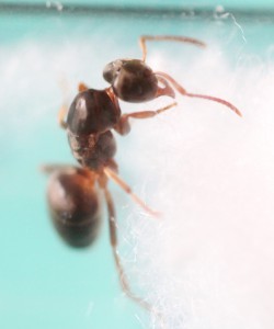 Confirmation Chthonolasius sp paloise, z1.JPG