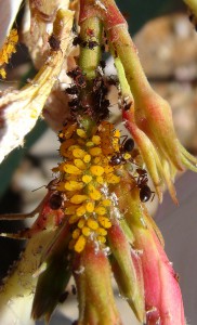 Elevage de pucerons made in Seednoir, Pucerons2.jpg