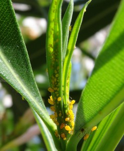 Elevage de pucerons made in Seednoir, Pucerons3.jpg