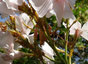 Elevage de pucerons made in Seednoir, Pucerons5.jpg